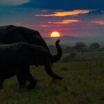 kenya-beginner-safari-parks-guide-maasai-mara-sunrise Kenya beginner safari parks guide featuring Maasai Mara sunrise landscape
