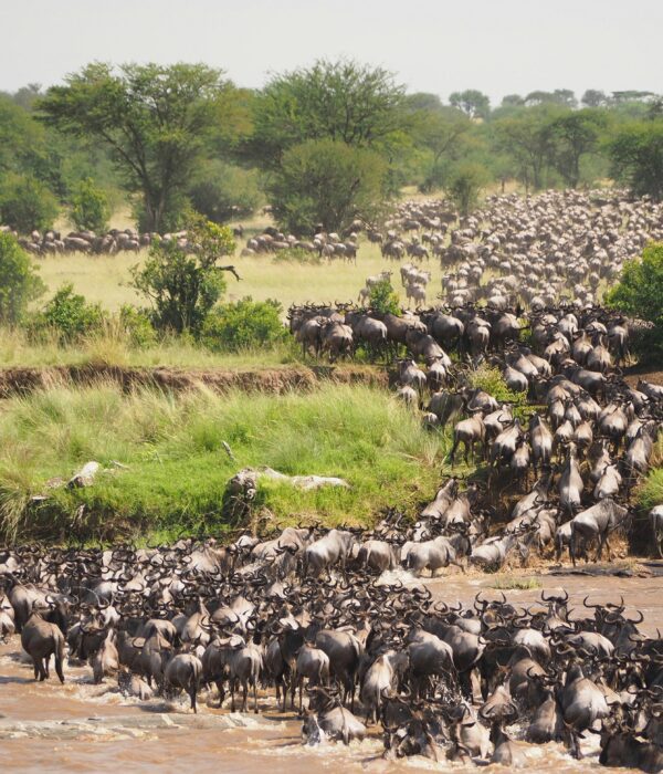 Wildebeest Great Migration in Maasai Mara featured in this Masai Mara safari package guide 2026