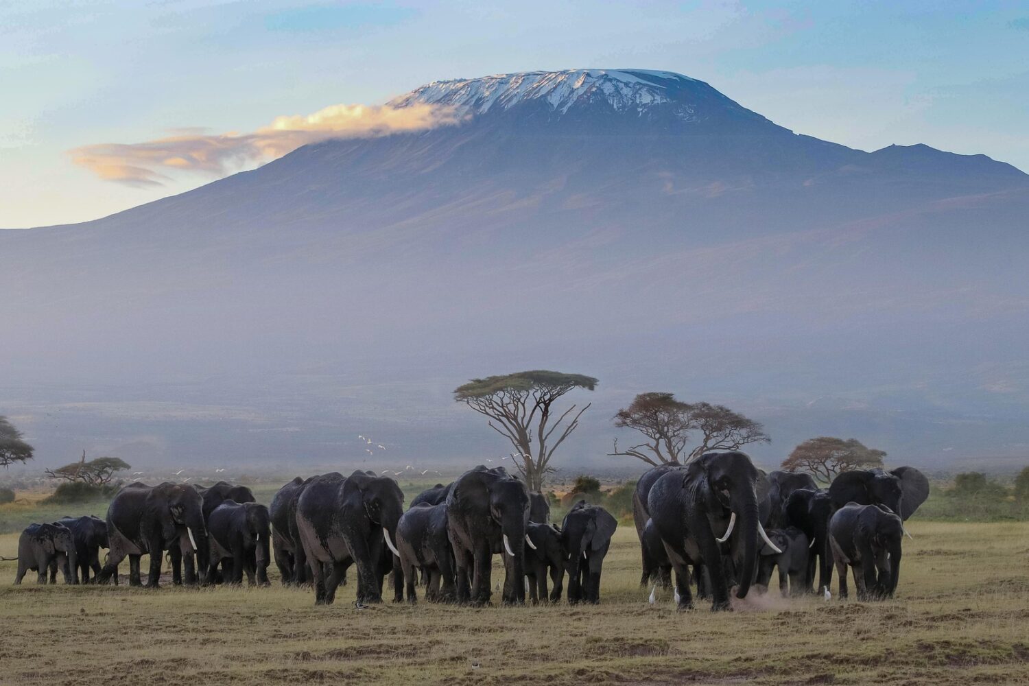 Safari Amboseli