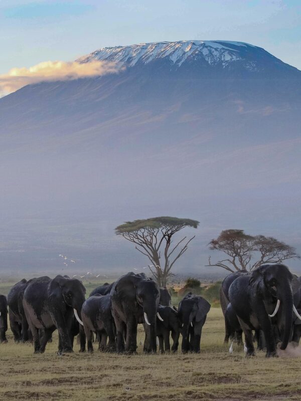 Safari Amboseli