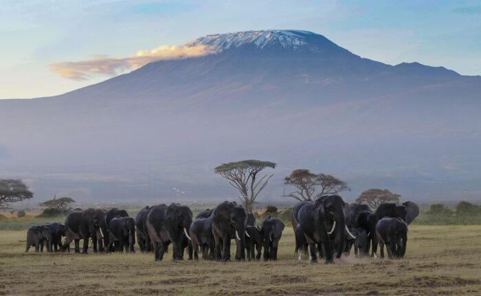Safari Amboseli