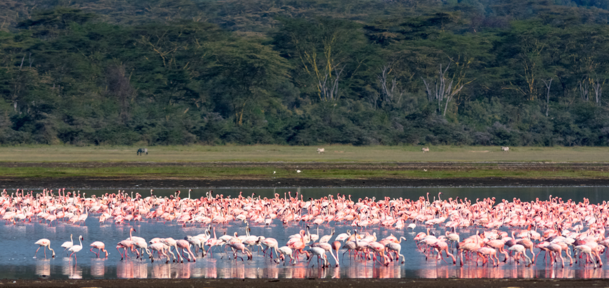 Check out the Best Travel Destinations in Nakuru County
