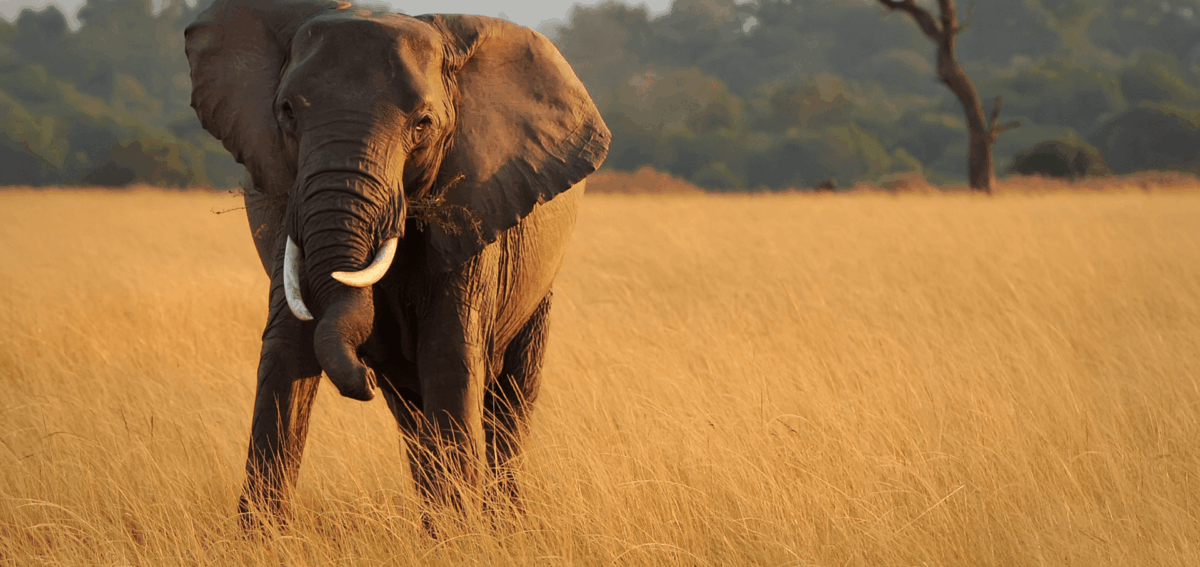 Best Travel Destinations in Tsavo