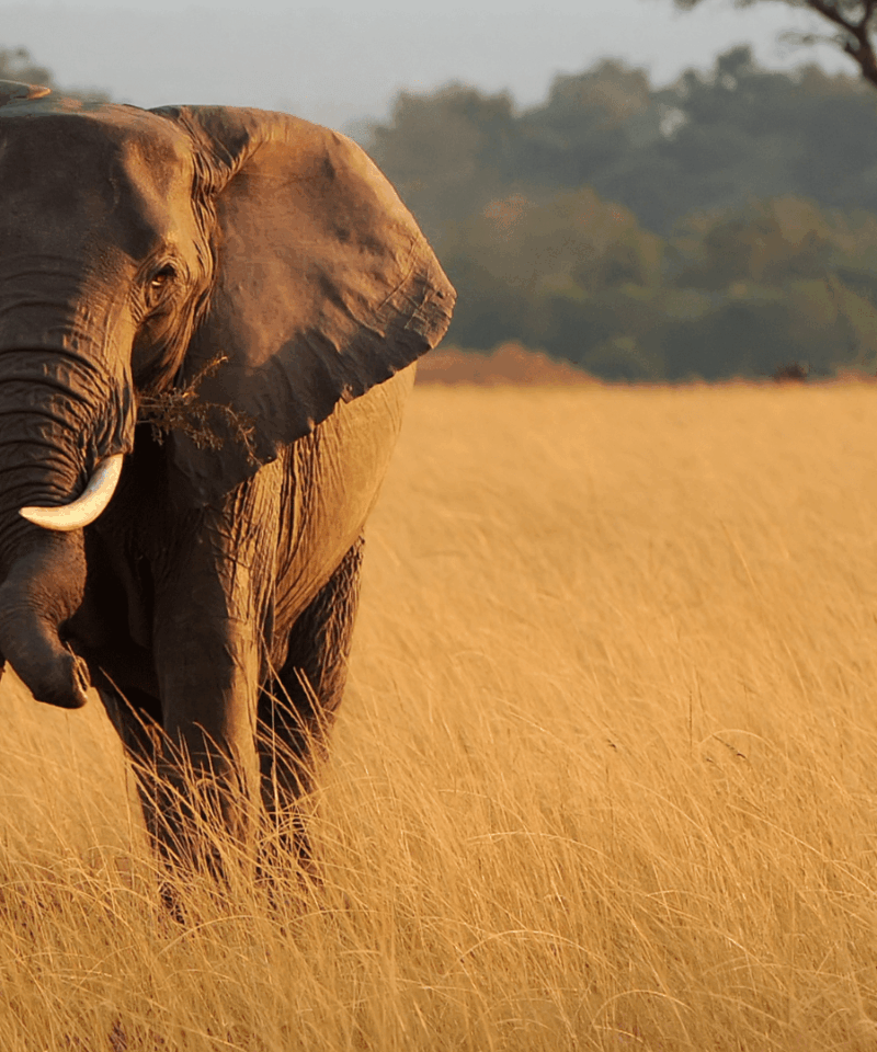 Best Travel Destinations in Tsavo