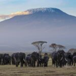 Elephants in Amboseli National Park with Mount Kilimanjaro in background