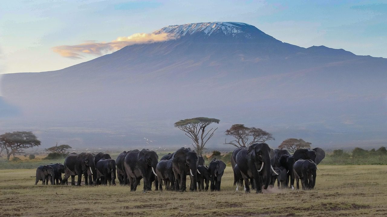 Elephants in Amboseli National Park with Mount Kilimanjaro in background