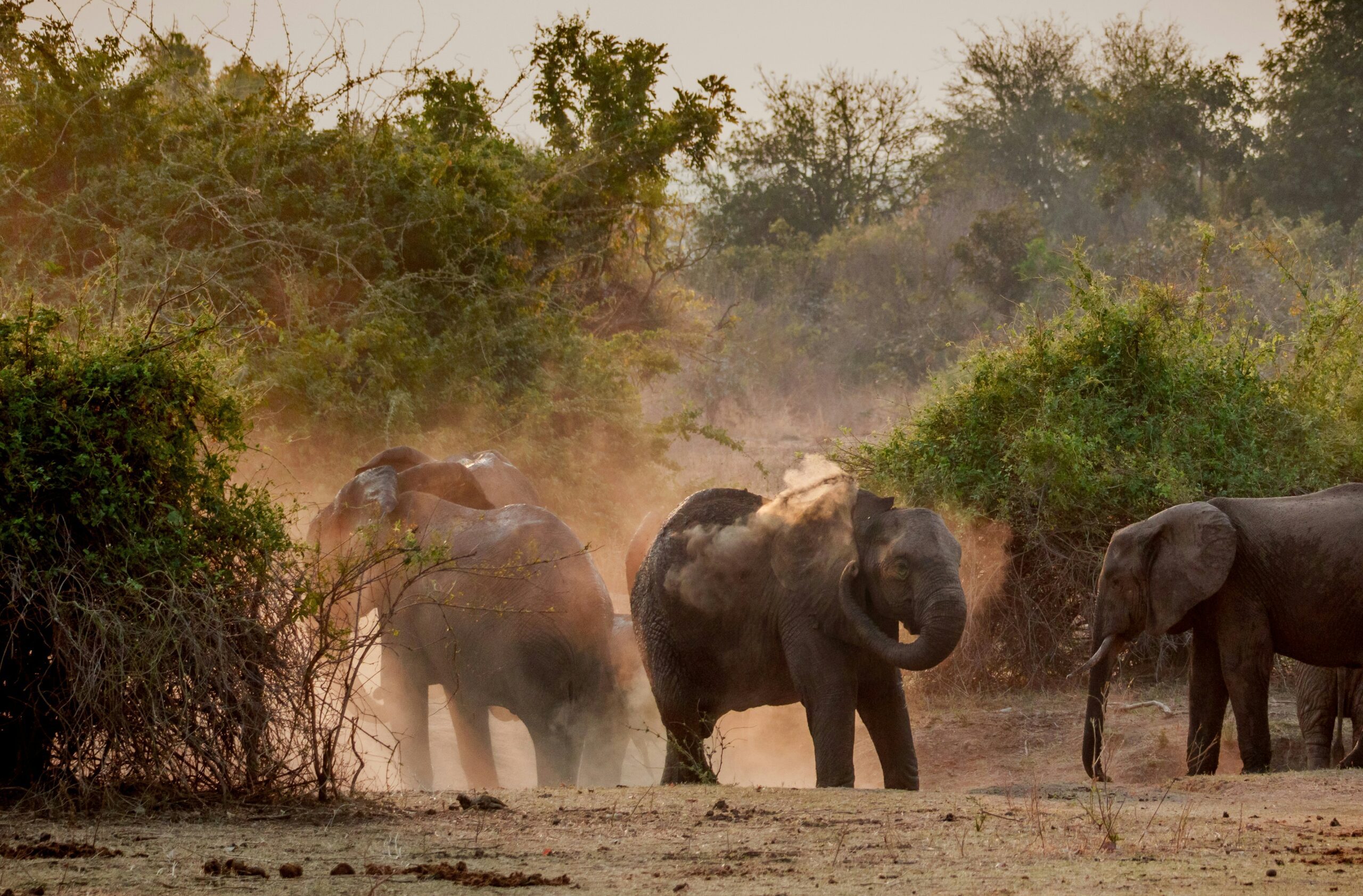 African safari travel planning and destination guidance