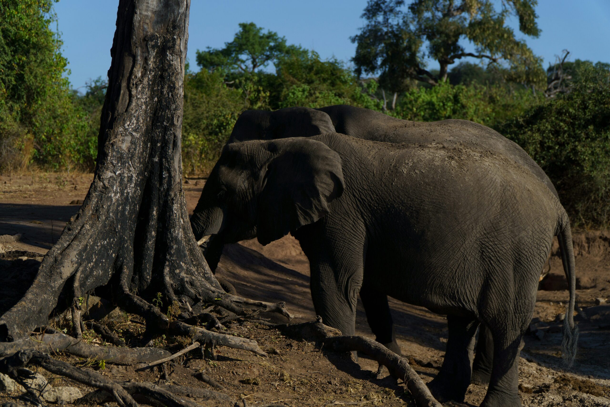 Responsible tourism and wildlife conservation in Africa