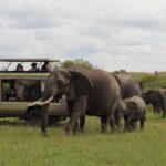best time for Kenya safari with elephants at sunset on African savannah