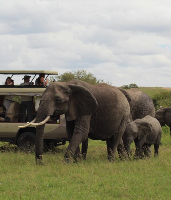 best time for Kenya safari with elephants at sunset on African savannah
