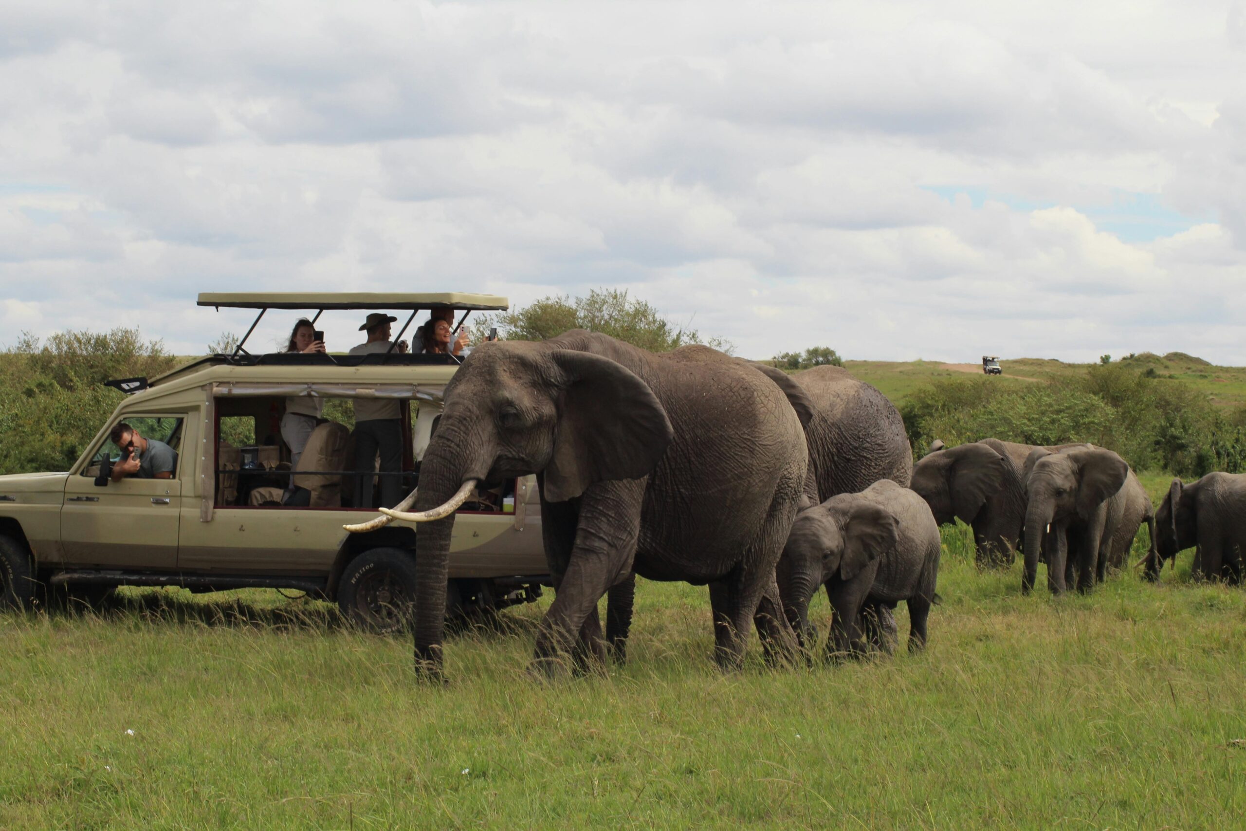 best time for Kenya safari with elephants at sunset on African savannah