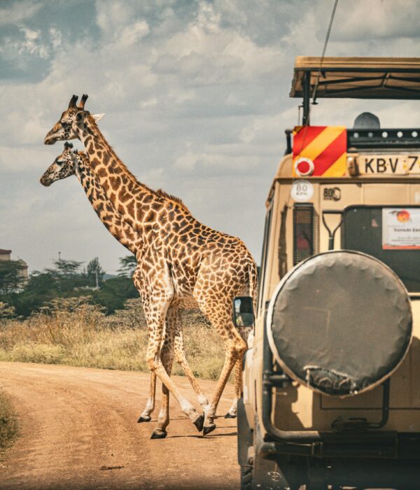 Kenya safari cost breakdown 2026 showing safari vehicle on game drive in Maasai Mara with girraffes