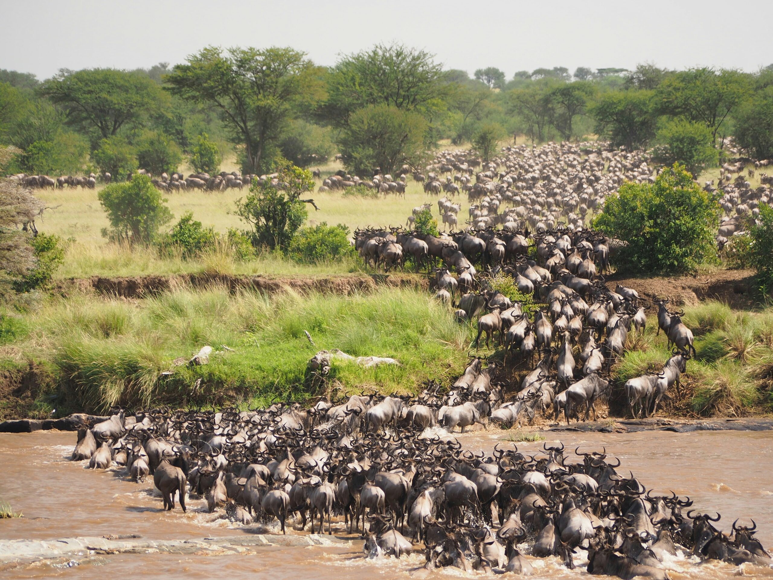 best time for Kenya safari during the Great Migration in Maasai Mara