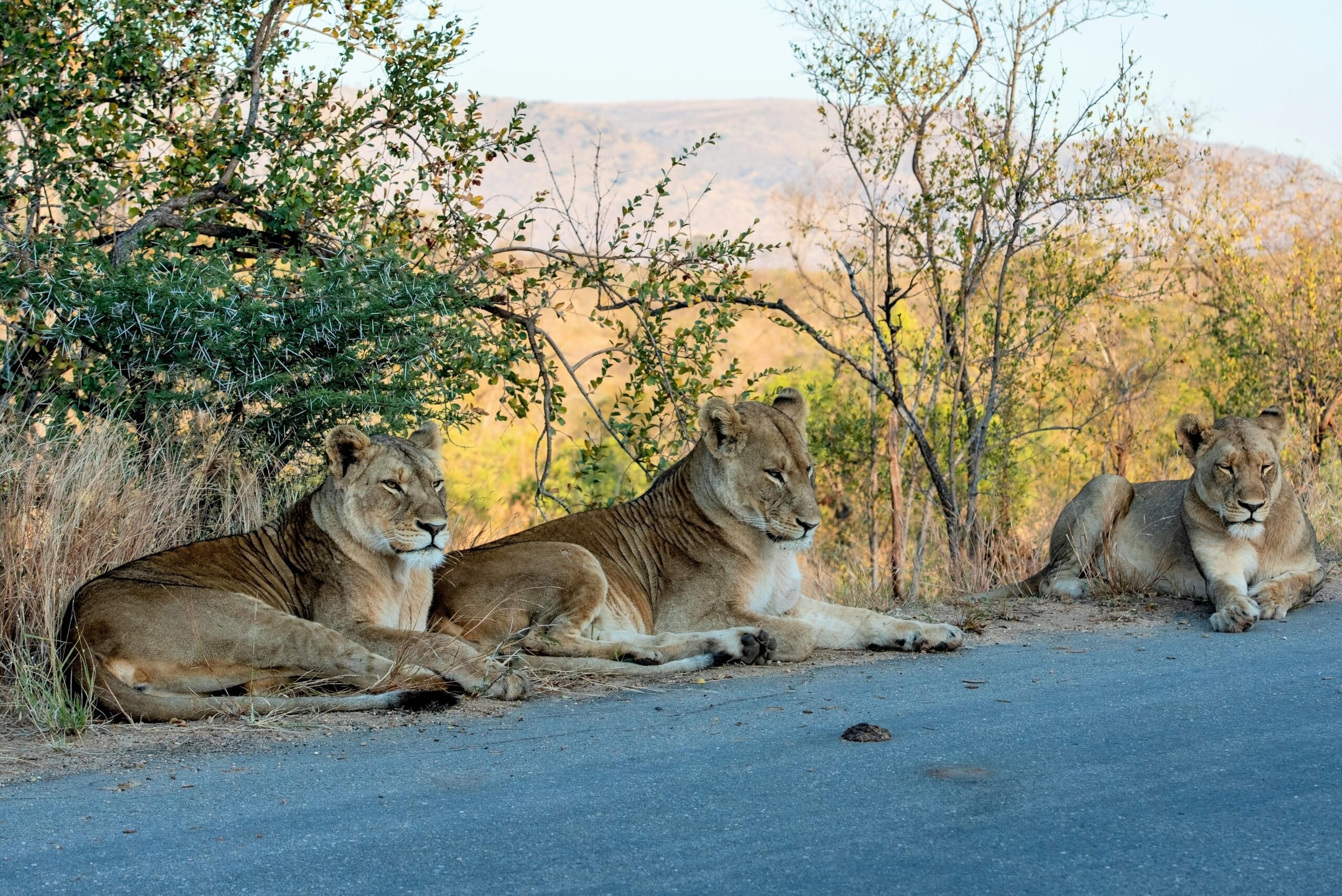 lions in Kruger National Park