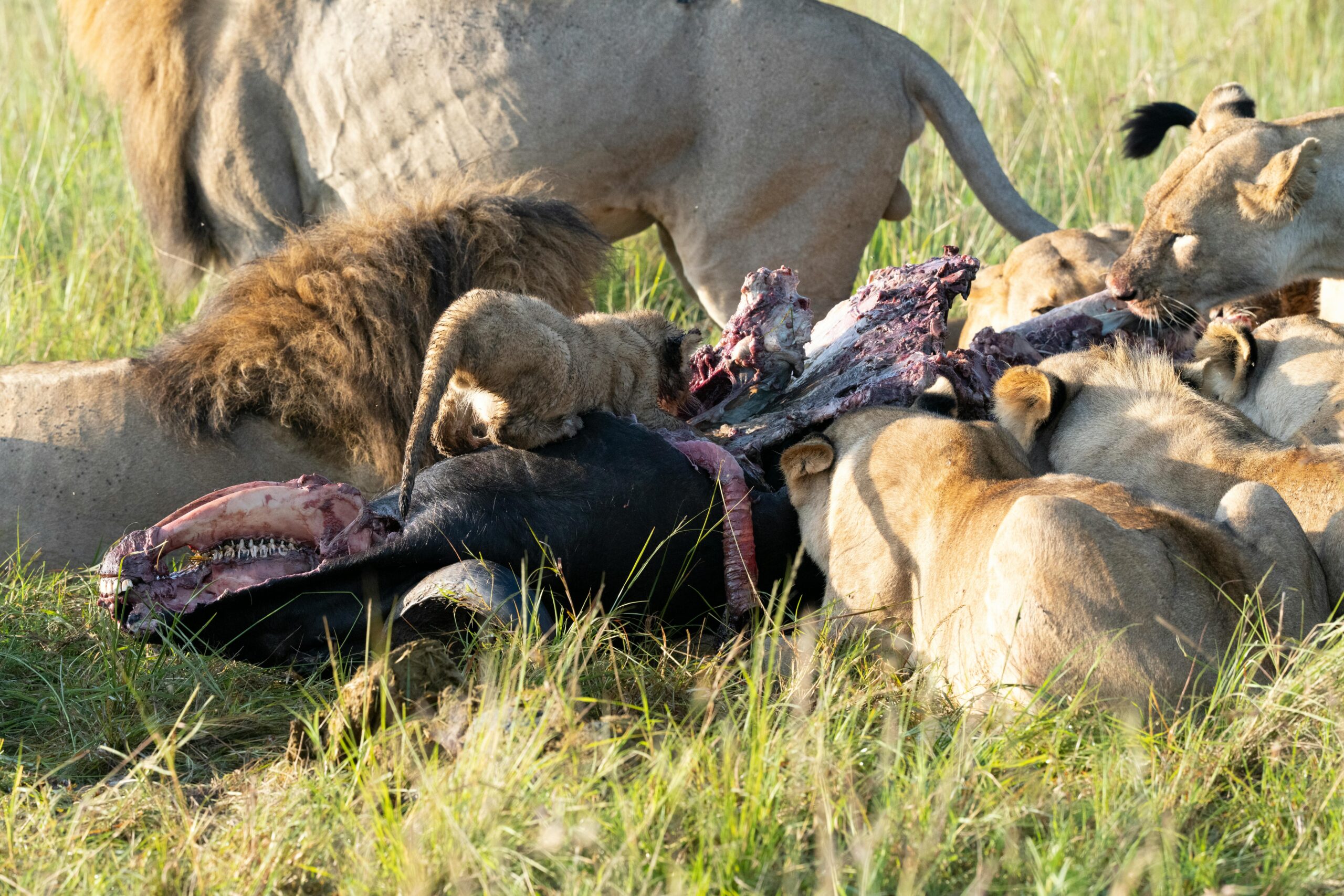 lions hunting in the savannah in Masai Mara during a Kenya safari