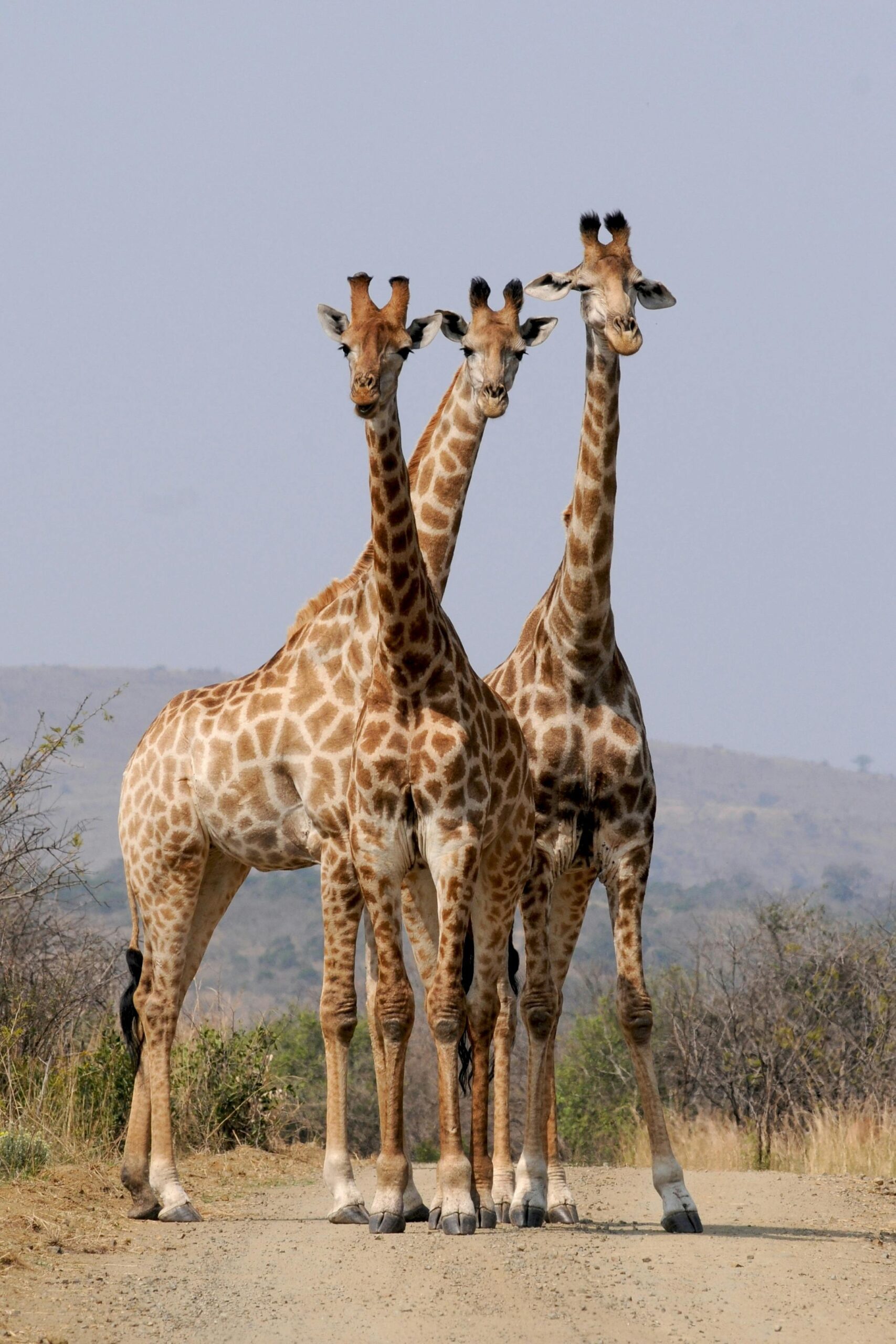 reticulated giraffes in Samburu National Reserve