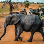 African safari vehicle watching elephants on the savannah during a game drive