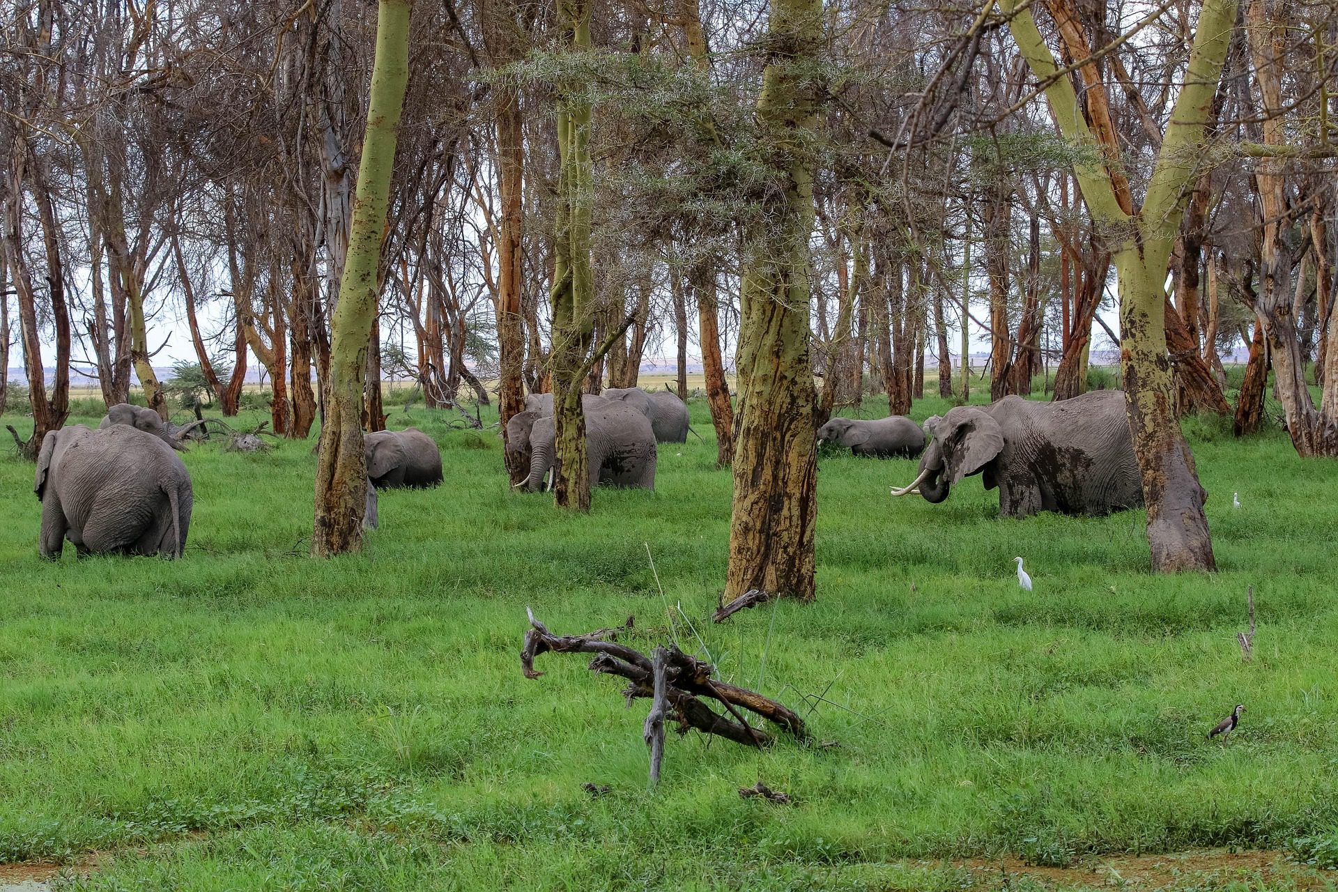 Large elephants walking across Amboseli plains during a safari game drive