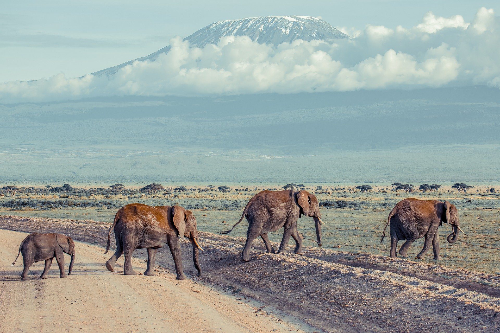 Kenya safari itinerary planner including Amboseli elephants with Mount Kilimanjaro in the background