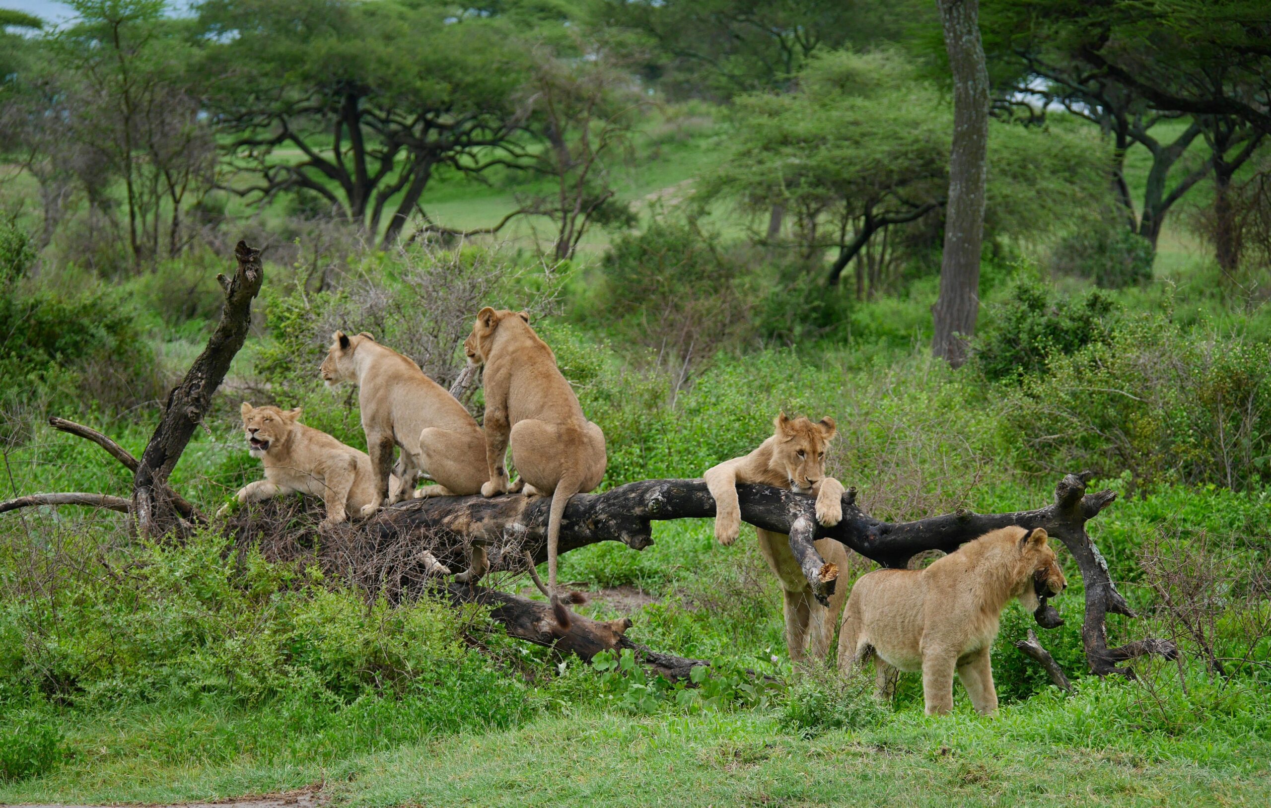 Lion resting in the savannah during an Amboseli safari wildlife sighting