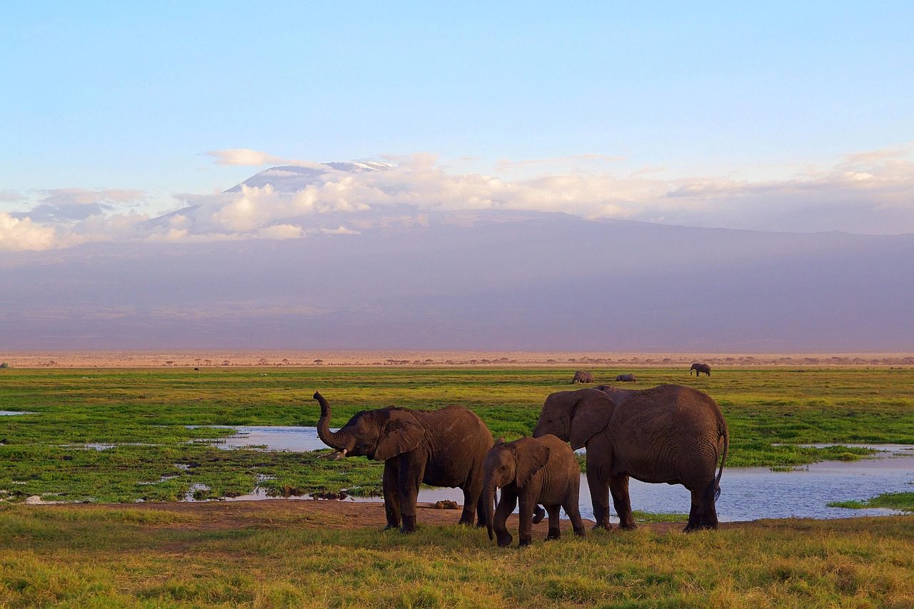 Landscape of Amboseli National Park showing open savannah plains beneath Mount Kilimanjaro