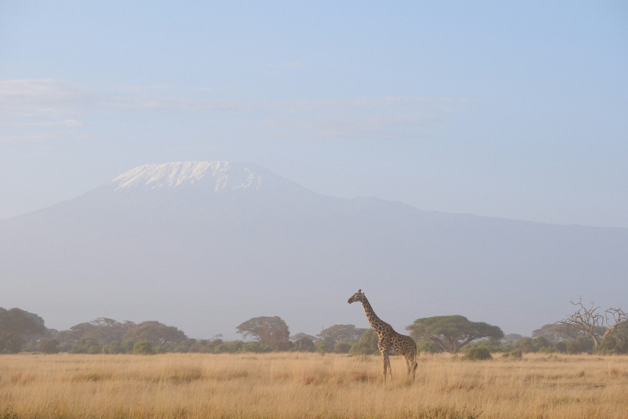 Giraffe in amboseli national park