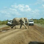budget-kenya-safari budget Kenya safari jeep watching elephants in the savannah