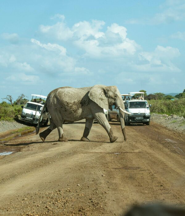 budget Kenya safari jeep watching elephants in the savannah