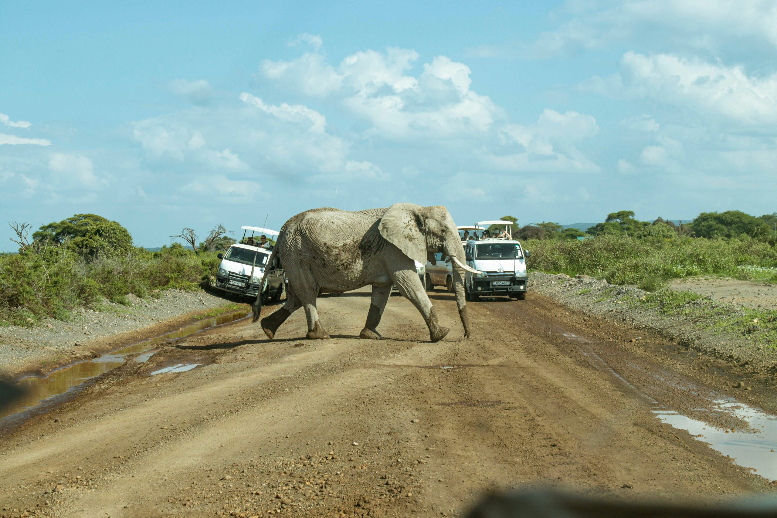 budget Kenya safari jeep watching elephants in the savannah