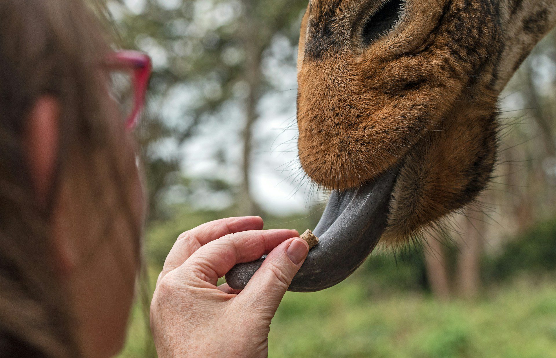 Giraffe Centre Nairobi feeding giraffes first-time visitor experience