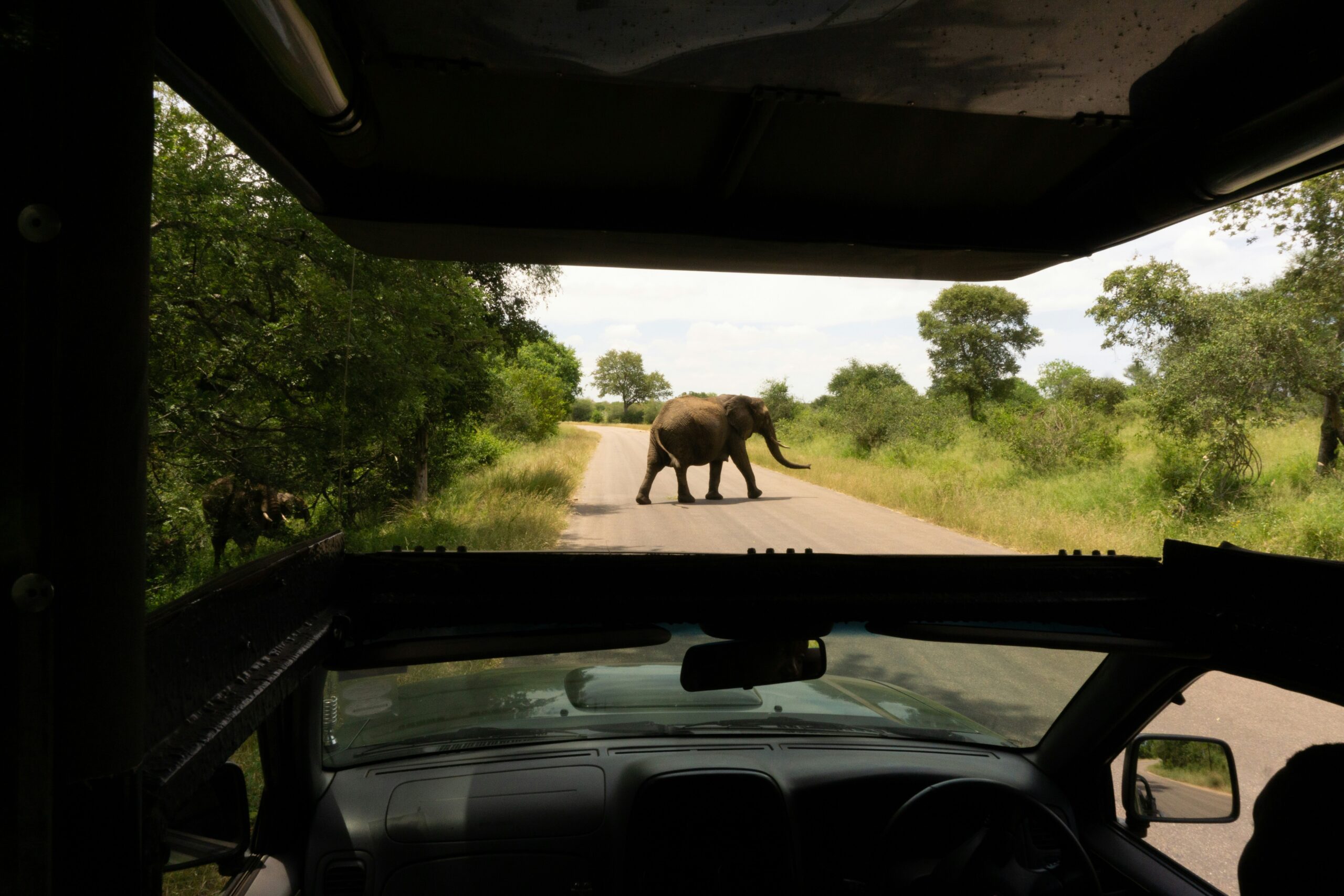 elephants walking across the Kenyan savannah during a budget safari