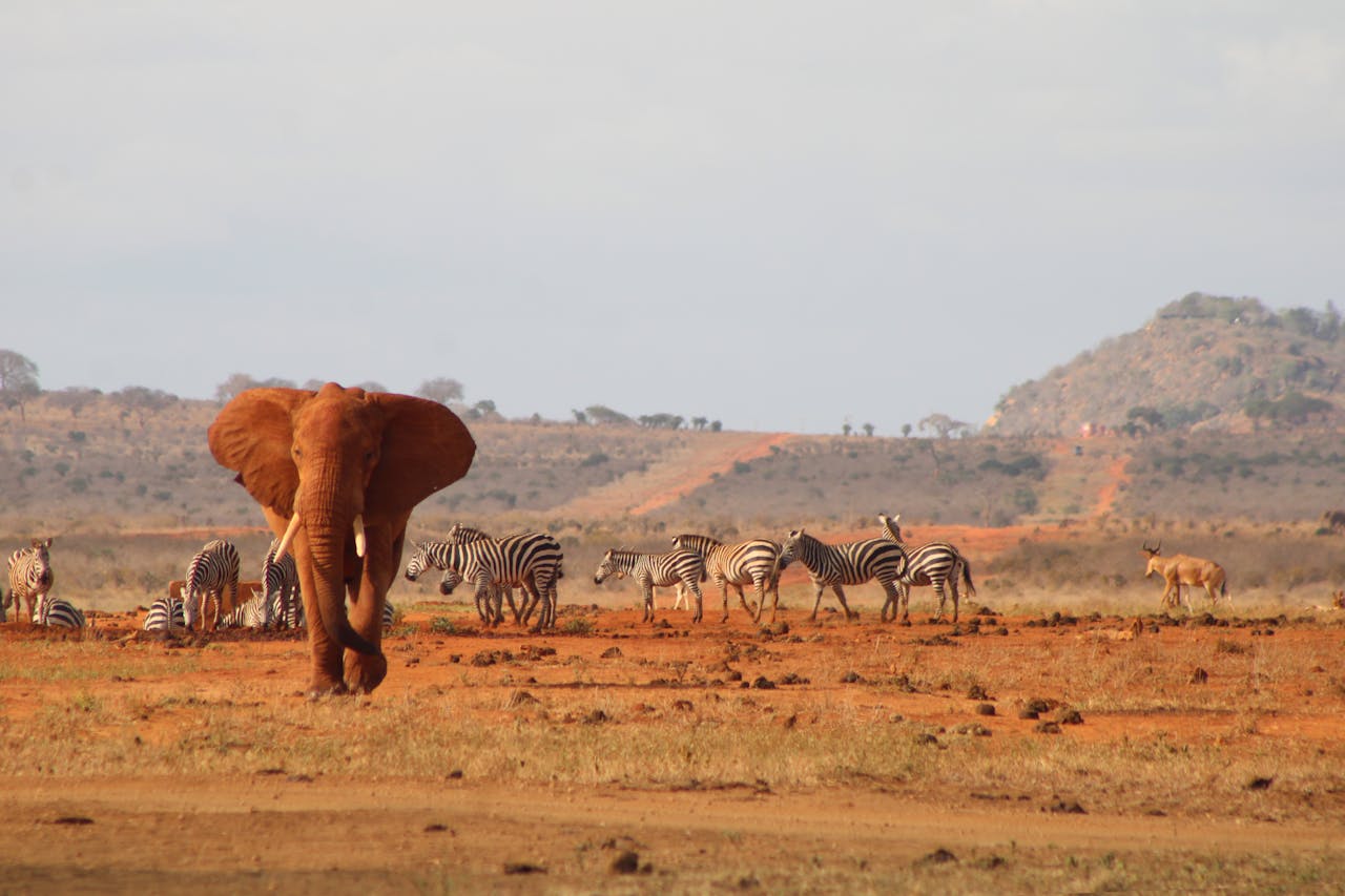 Kenya safari landscape showing famous wildlife parks