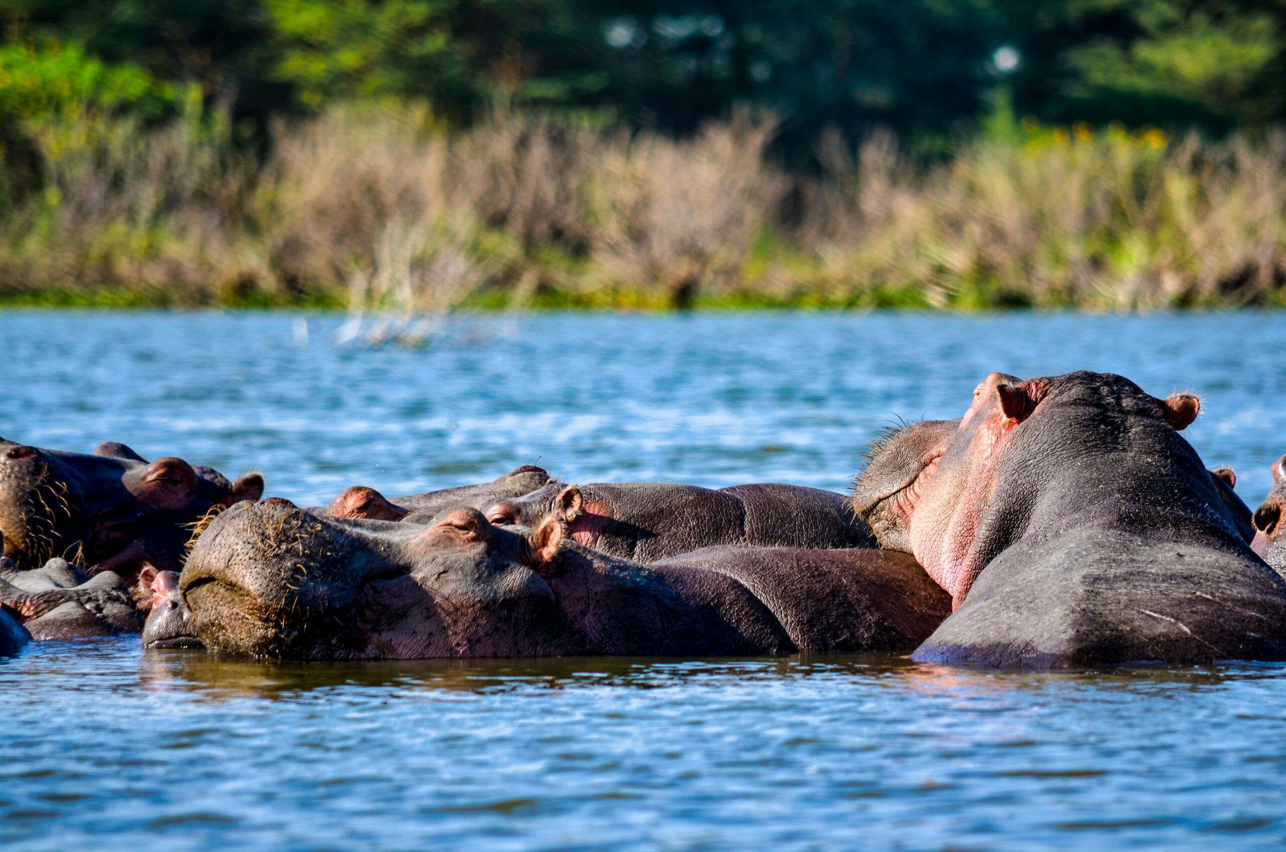 Kenya safari itinerary planner stop at Lake Naivasha boat safari with hippos and birdlife