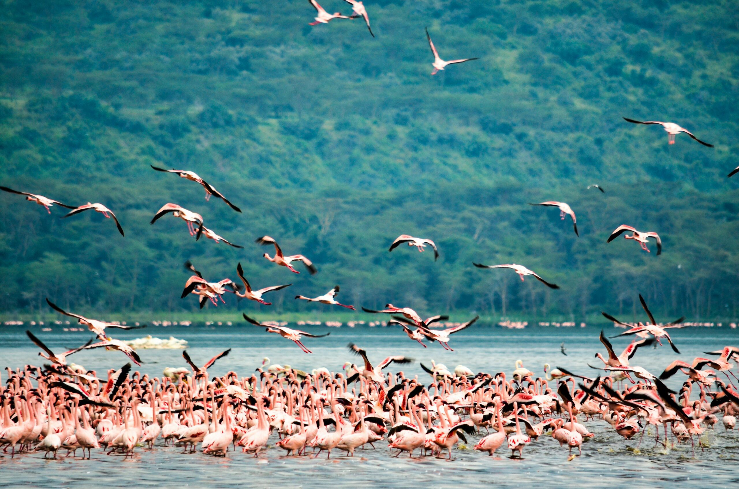 pink flamingos at Lake Nakuru in Kenya's Rift Valley