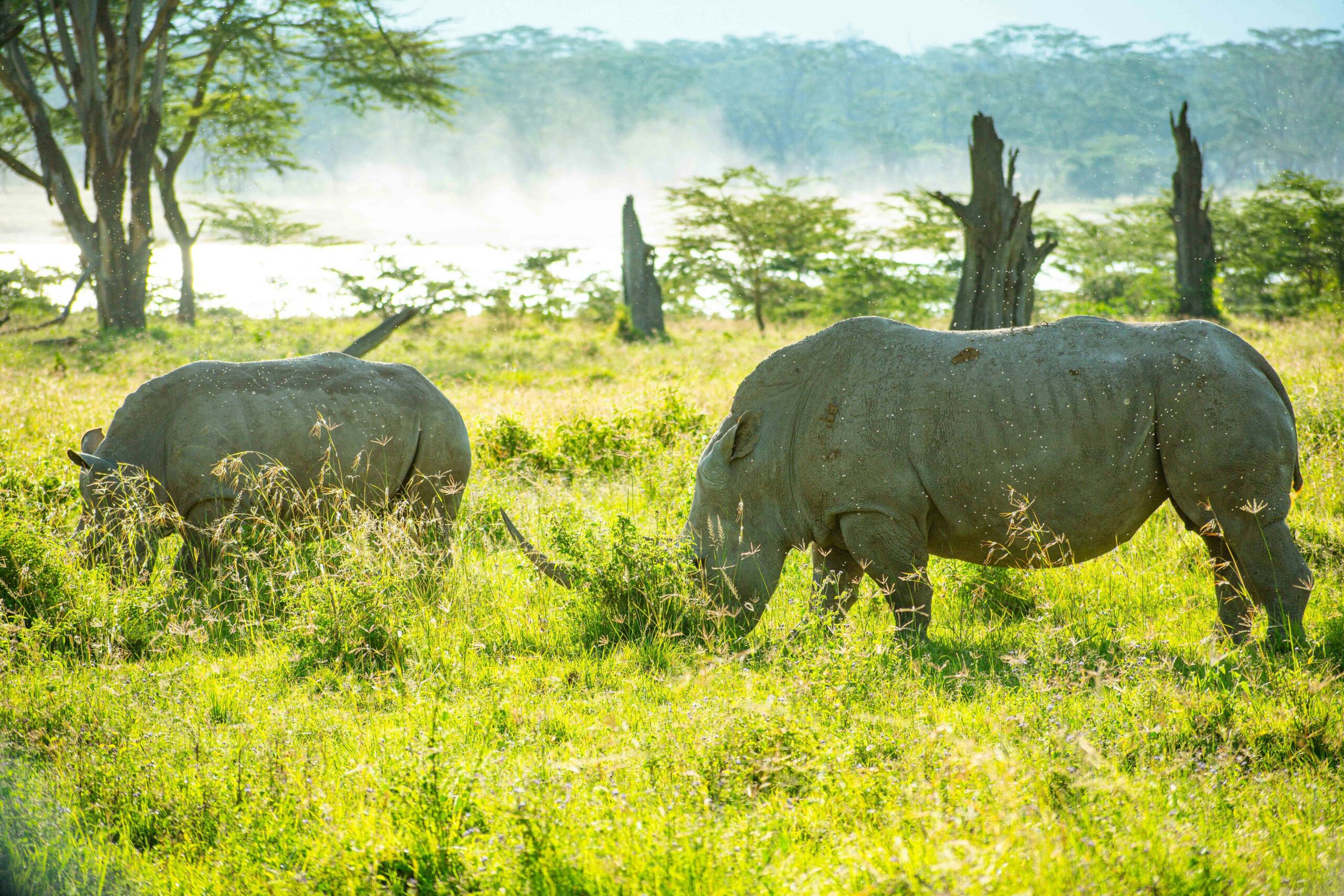 Lake Nakuru rhinos in Kenya beginner safari parks guide