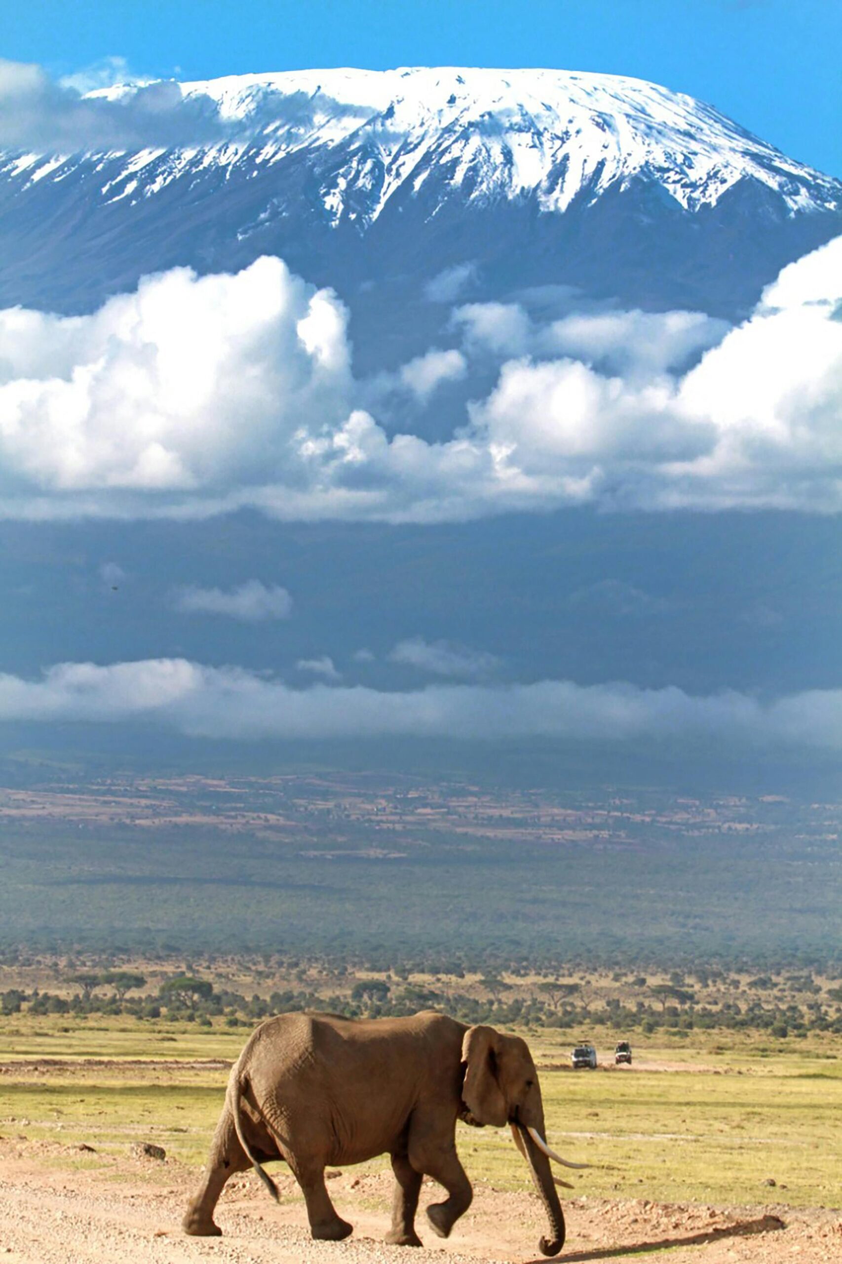 Elephant in Amboseli during a luxury Kenya safari experience with Mount Kilimanjaro