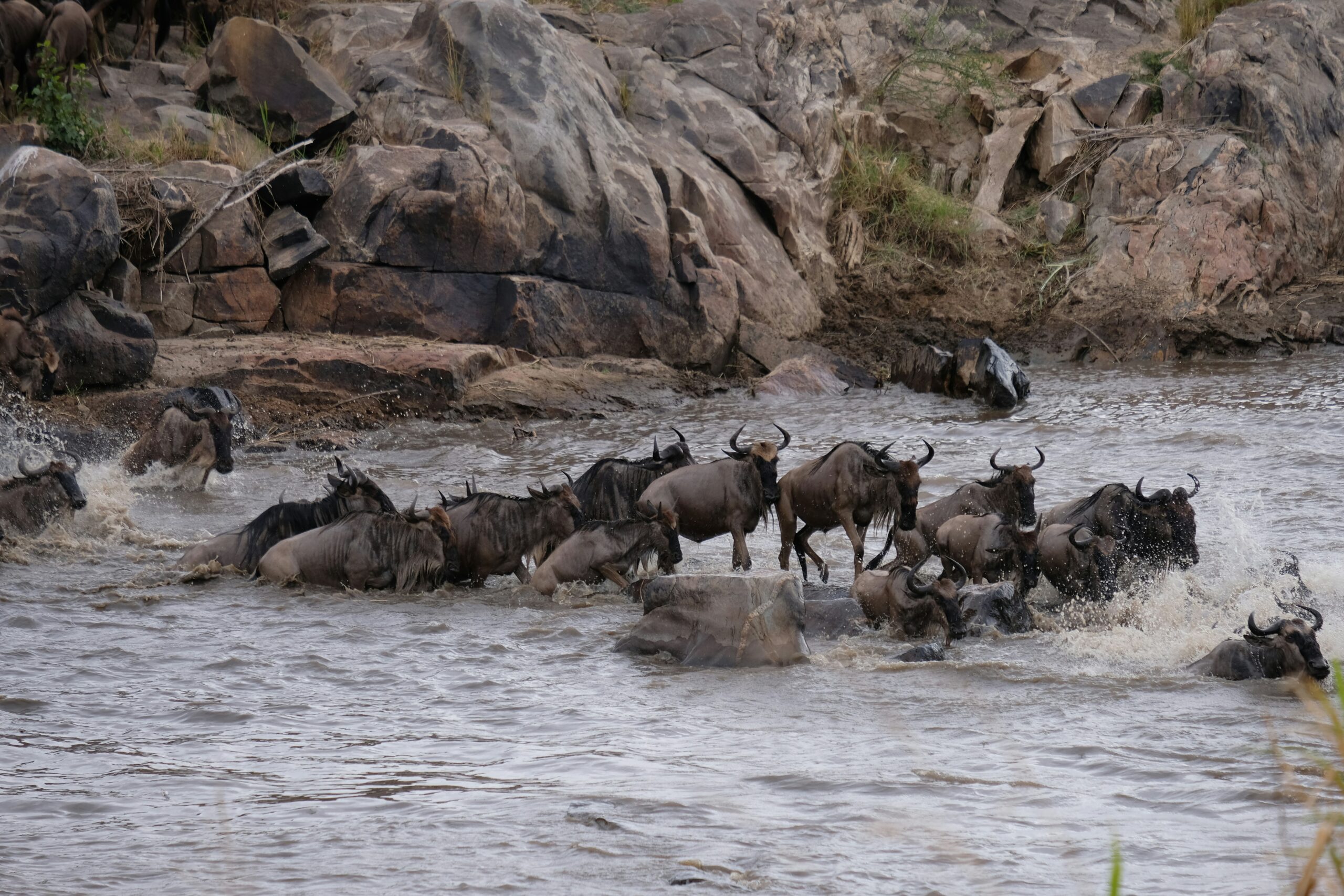 Wildlife during a luxury Kenya safari experience in the Maasai Mara