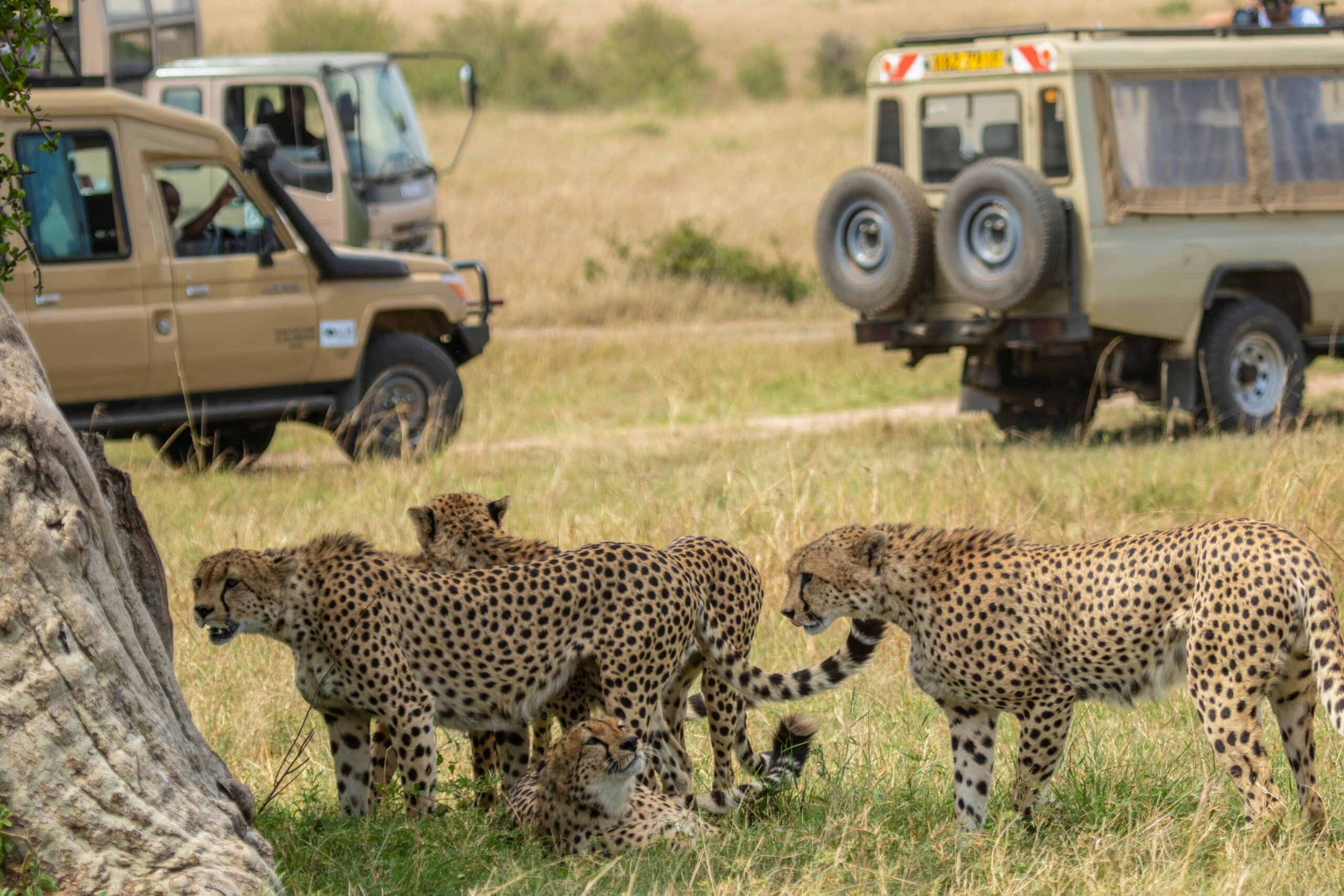 Private game drive during a luxury Kenya safari experience