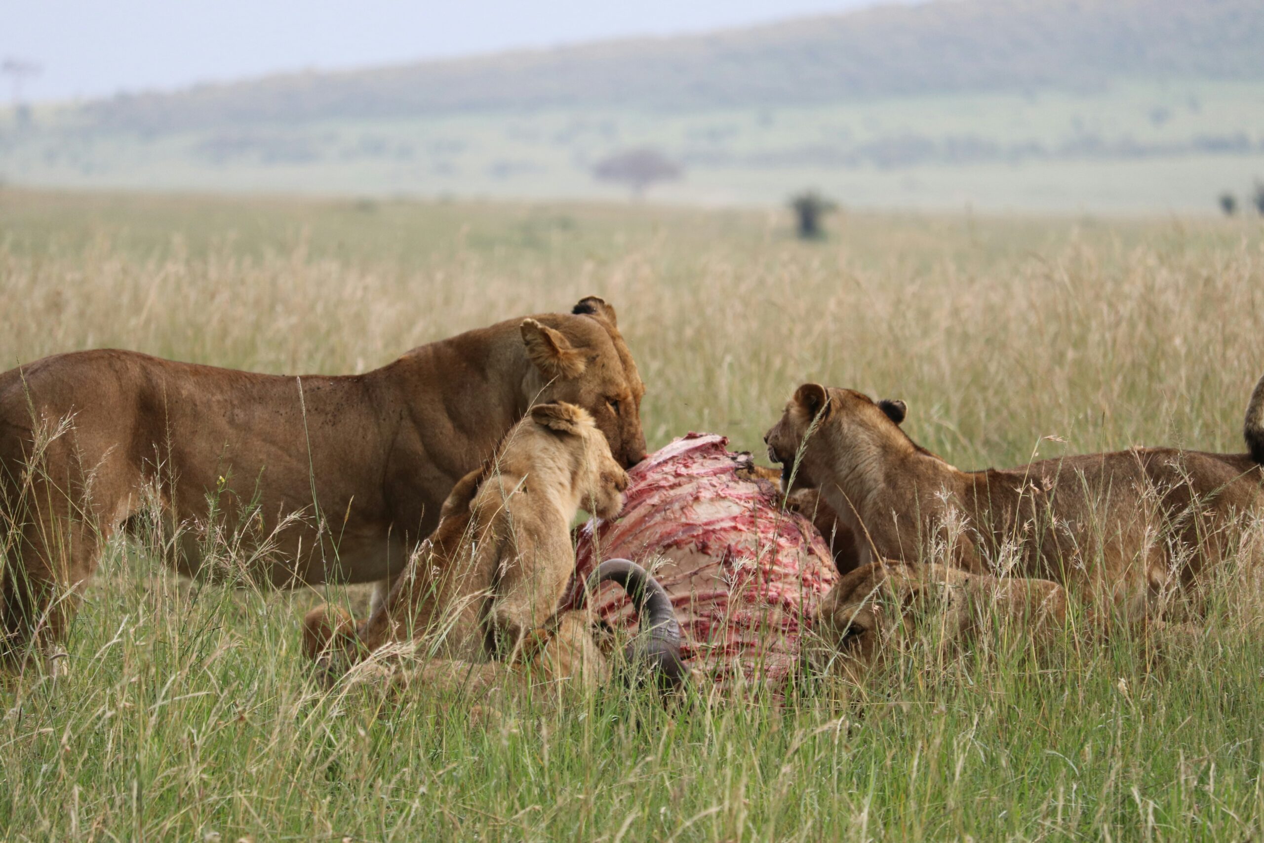 Wildlife in Maasai Mara featured in Kenya beginner safari parks guide