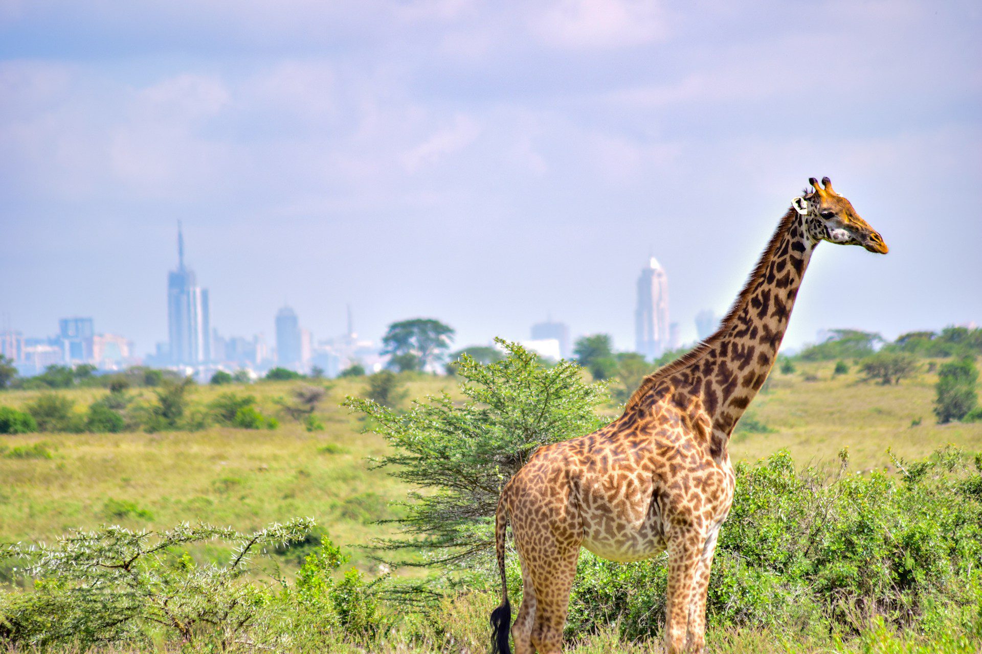Nairobi National Park safari experience for first-time visitors in Nairobi