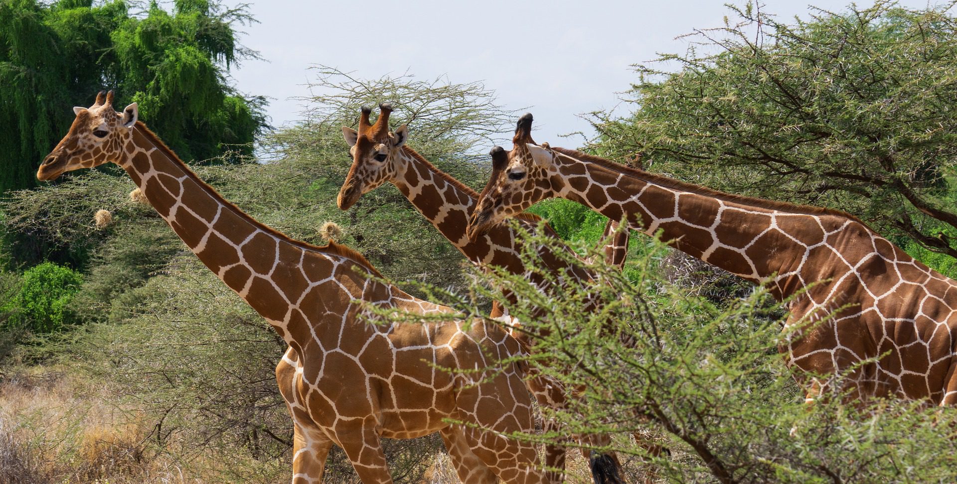 Kenya safari itinerary planner including Samburu National Reserve with reticulated giraffe