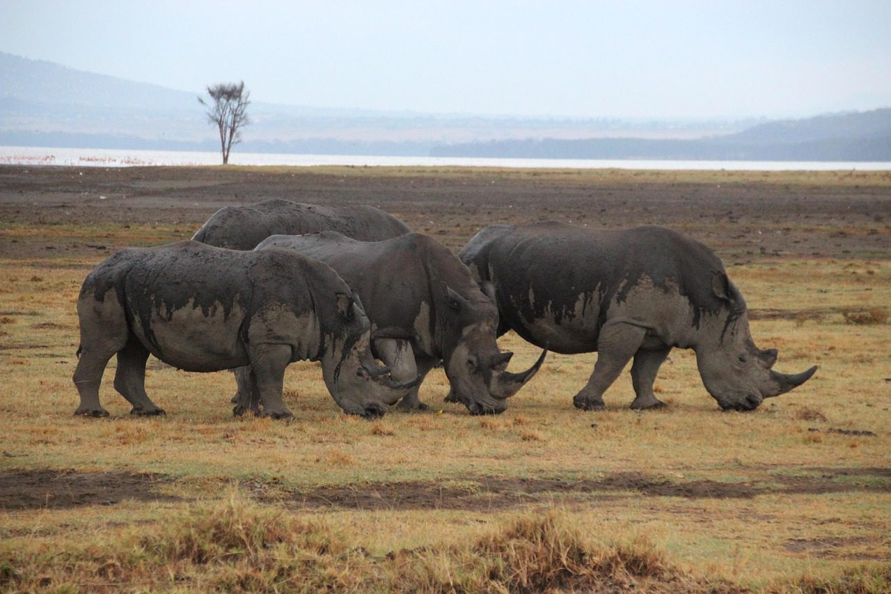Lake Nakuru National Park landscape ideal for a Kenya self-drive safari guide beginners