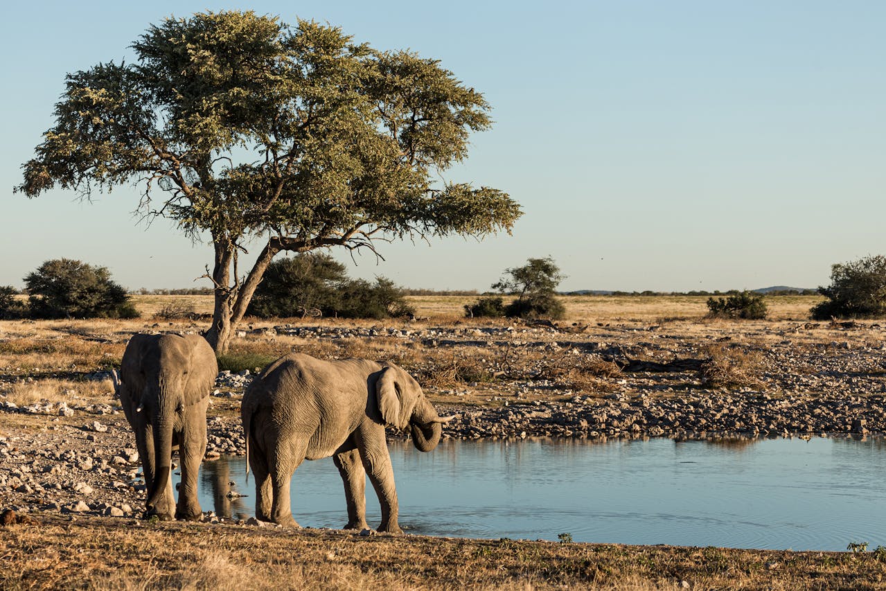 wildlife gathering at waterhole during African safari dry season