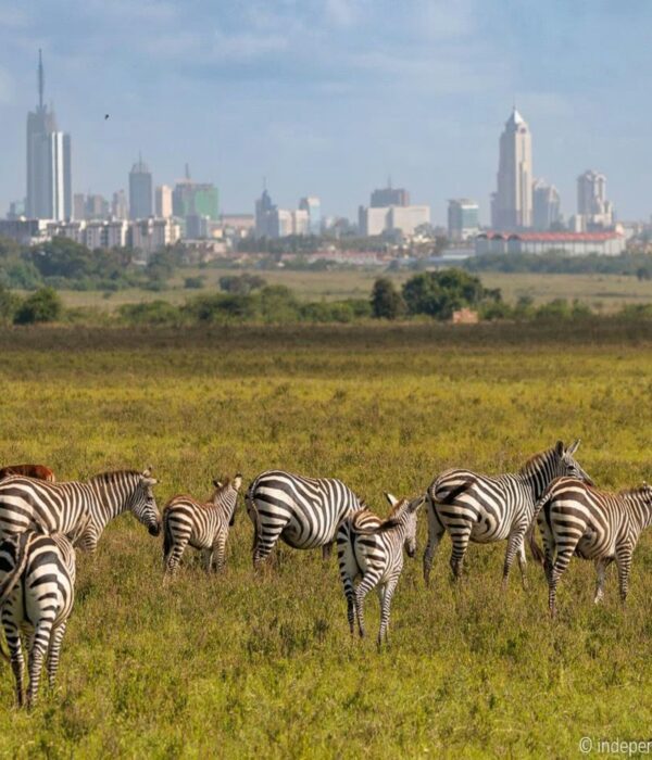 things to do in Nairobi for first-time visitors skyline and wildlife view