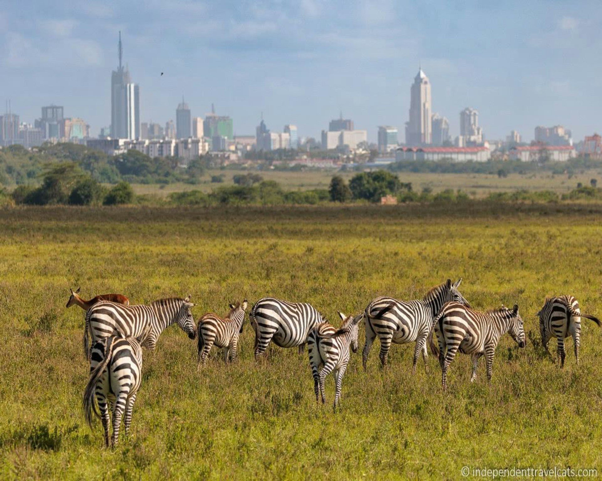 things to do in Nairobi for first-time visitors skyline and wildlife view