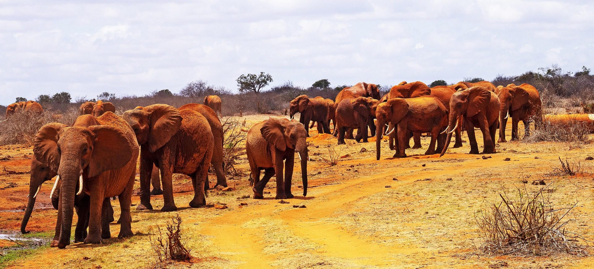 red elephants covered in dust in Tsavo National Park Kenya