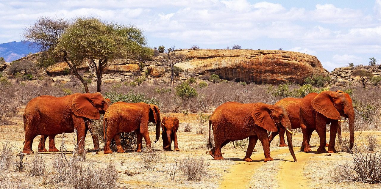 Tsavo red elephants featured in Kenya beginner safari parks guide