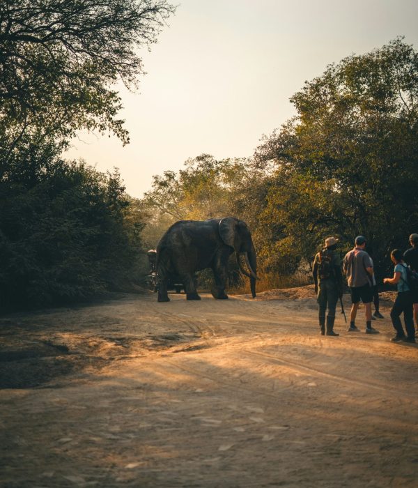 Travelers preparing for a safe African safari adventure in 2026
