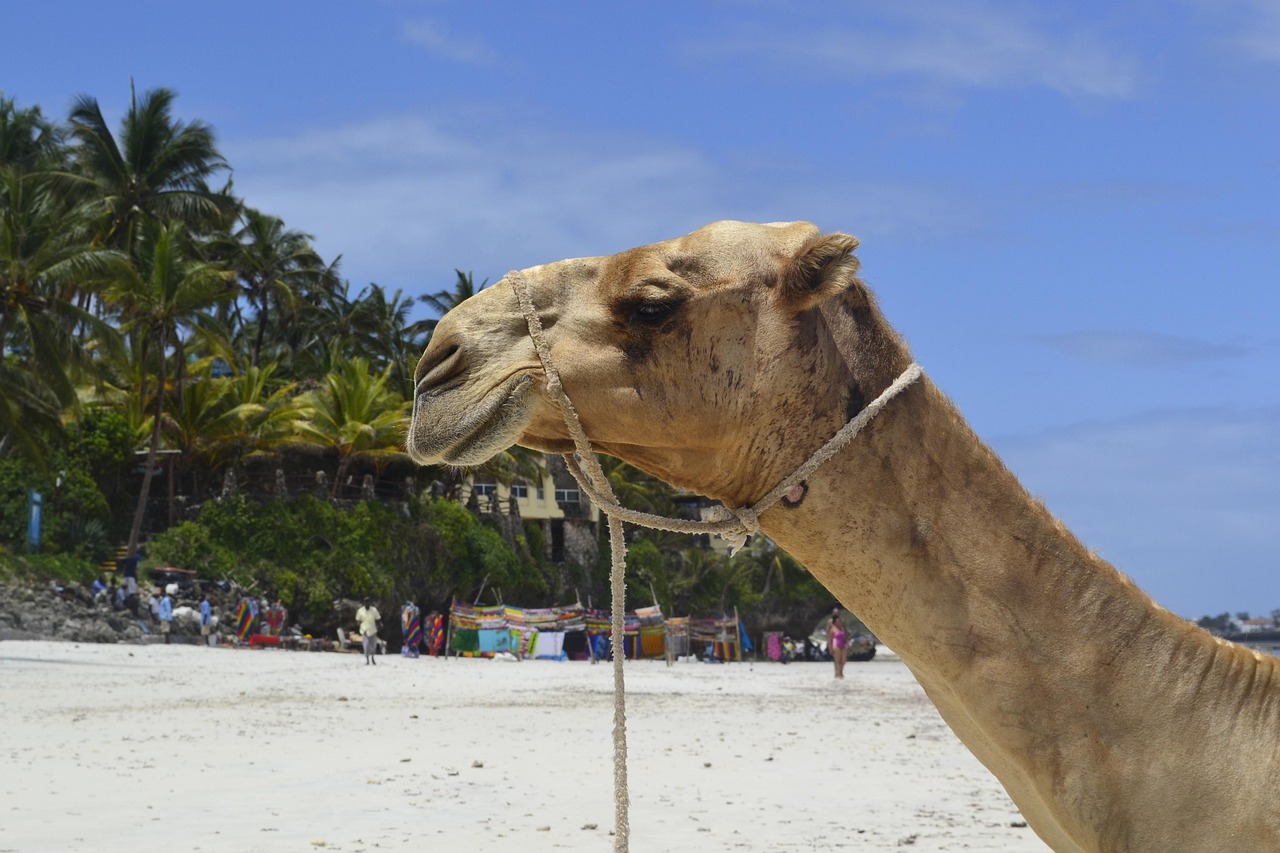 Sunny beach weather during the best time to visit Mombasa