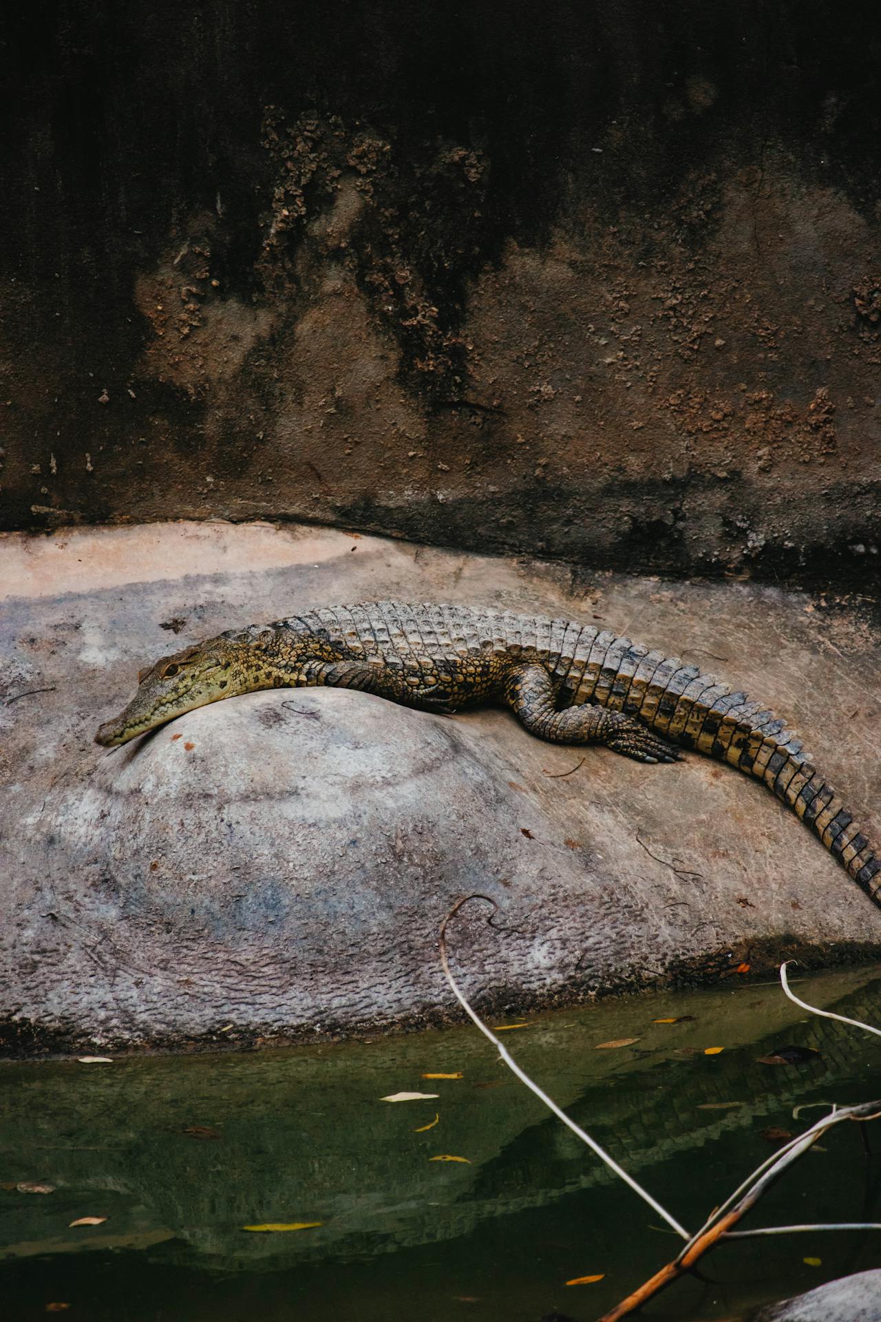 Haller Park wildlife experience in Mombasa Kenya
